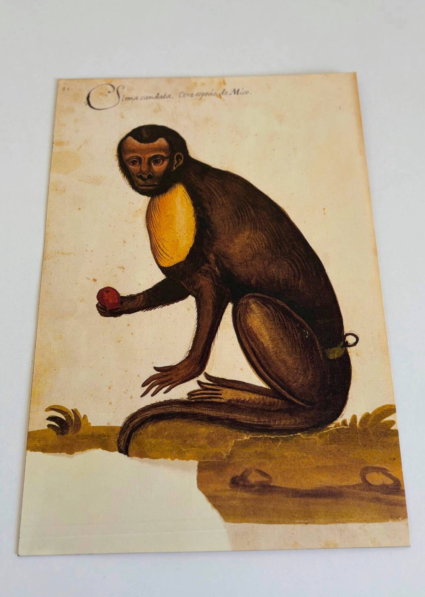 Impressions of the natural history of the Renaissance, pair of facsimiles of the Codex Pomar, 1990s.