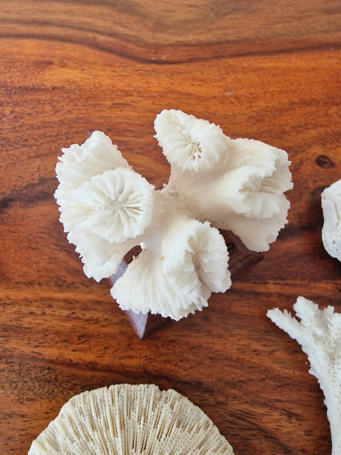 Lot of 5 corals