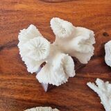 Lot of 5 corals