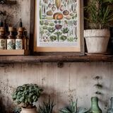 Botanical treasure of the 1930s: illustrated plate of forgotten vegetables.