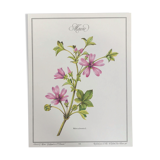 Botanical plank the Mauve