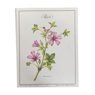 Planche botanique la Mauve