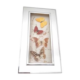 Frame 4 butterflies and dried flowers