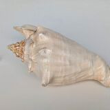 Pink shell, conch, stombus gigas, pink conch