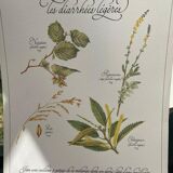 Botanical plank "Tisane against mild diarrhea"
