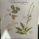 Botanical plank "Tisane against mild diarrhea"