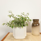 White vintage pot cover with stripes
