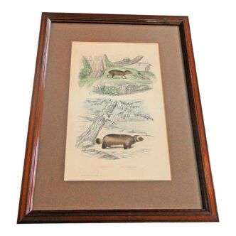 Animal engraving xixth illustration travies art framing cabinet of curiosities n° 11