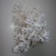 Corail