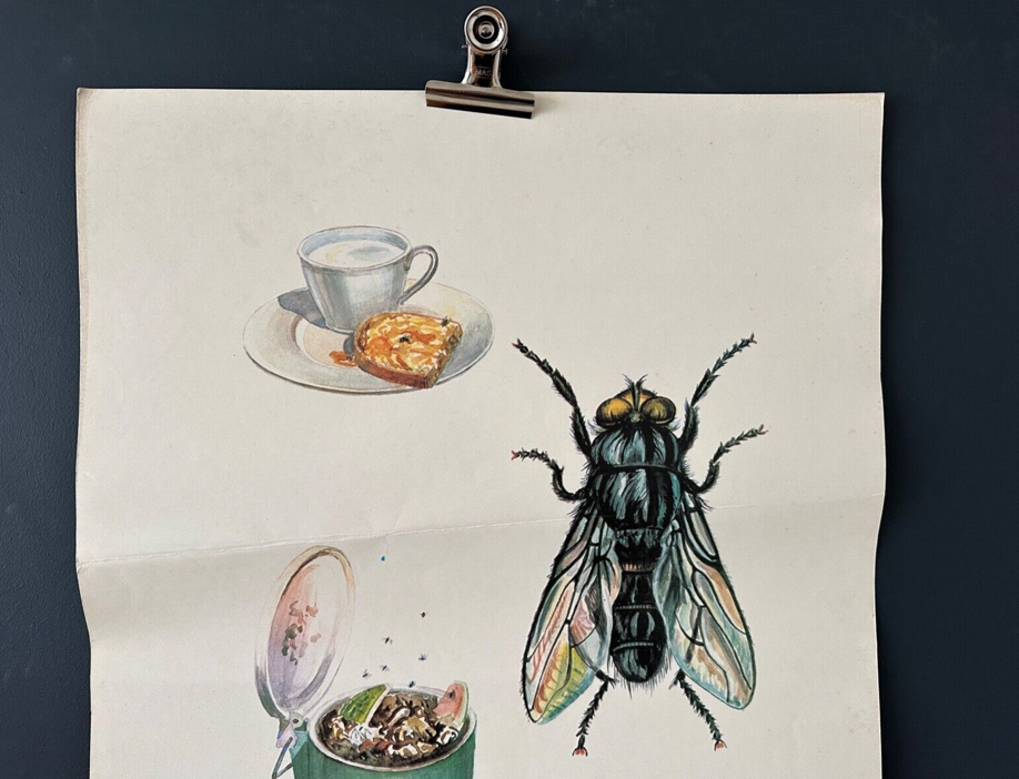 Fly insects poster 1970's university school learning educational poster