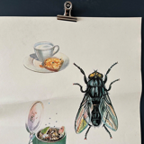 Fly insects poster 1970's university school learning educational poster