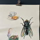 Fly insects poster 1970's university school learning educational poster