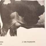 Poster by Dr G Pusch 'Anatomy of cows' 1901