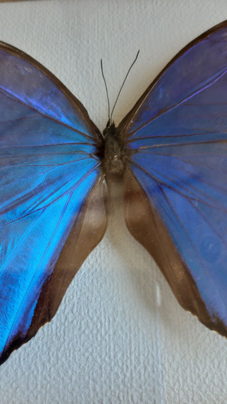 silver blue butterfly frame cabinet of curiosity framing taxidermy