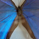 silver blue butterfly frame cabinet of curiosity framing taxidermy