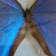 silver blue butterfly frame cabinet of curiosity framing taxidermy