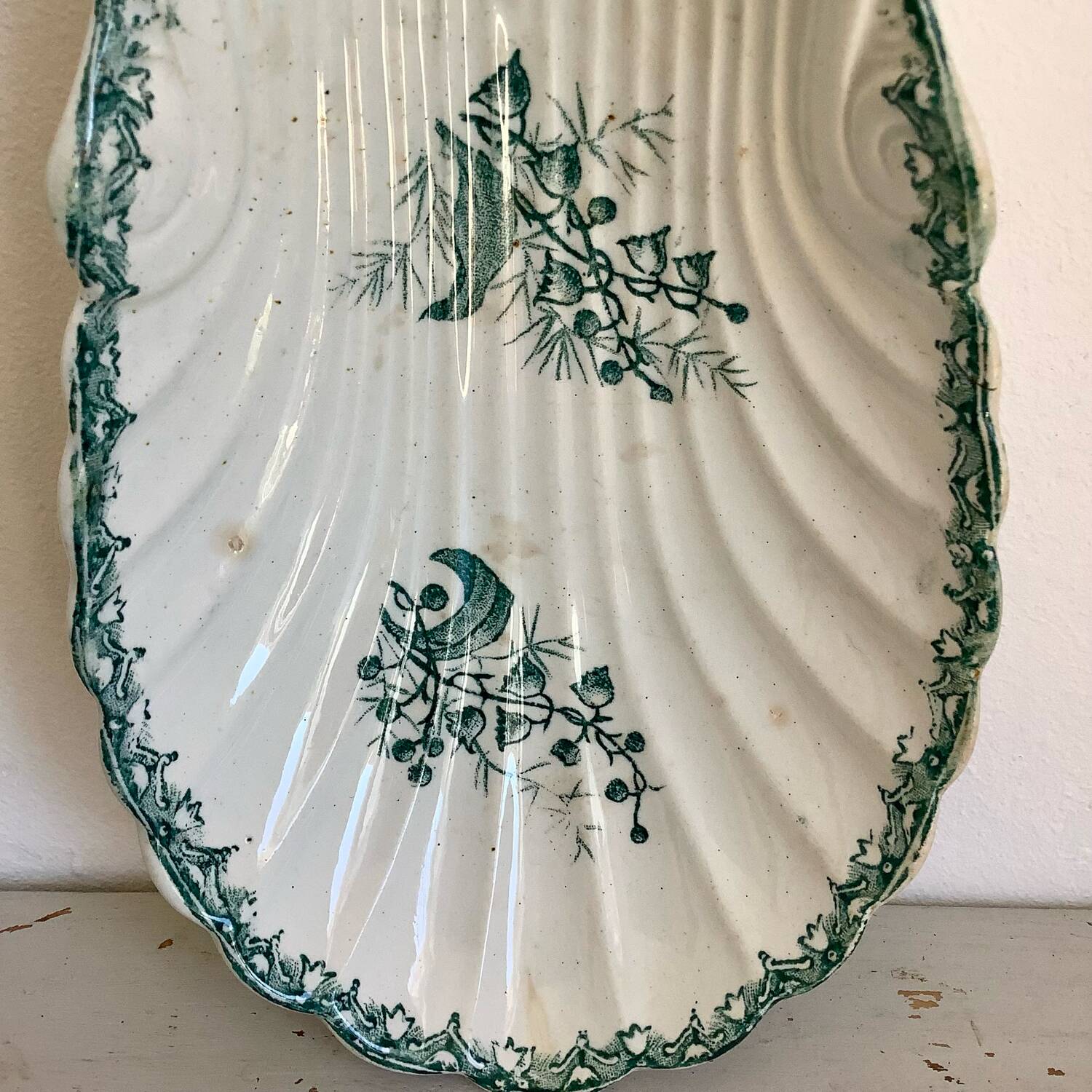 Delight the amandinoise shell