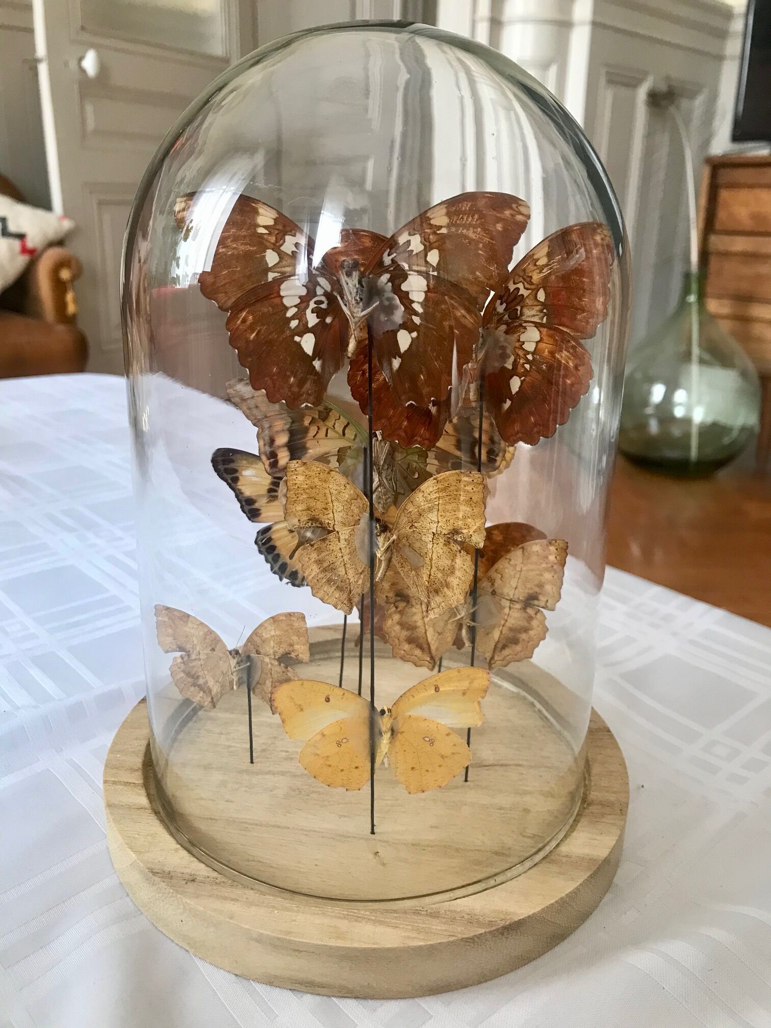 Globe papillons