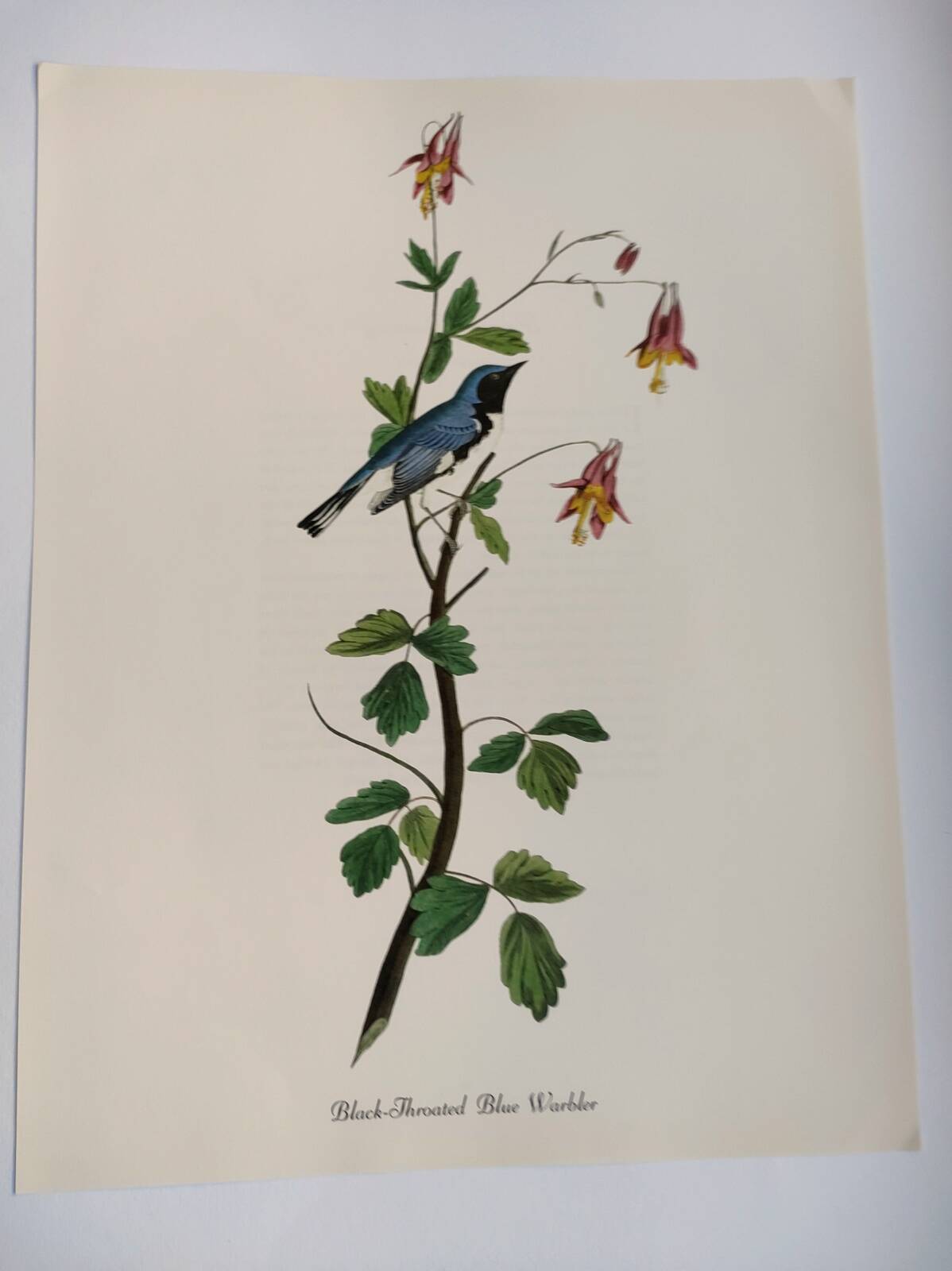 Planche oiseaux de J.J. Audubon - Paruline - de 1978. Illustration zoologique et ornitologique