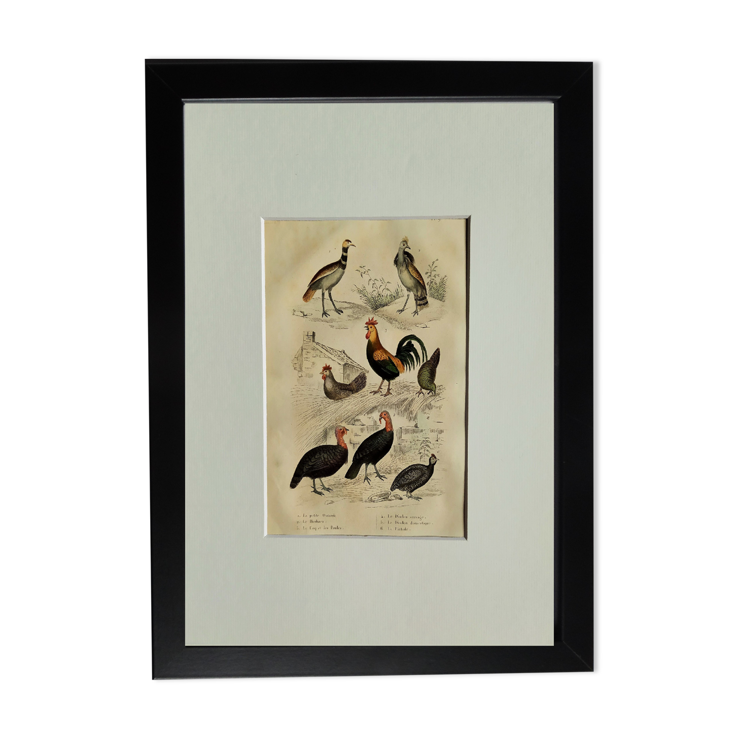 Planche Ornithologique originale " Outarde - Houbara - Coq & Poules - &c... " Buffon 1836