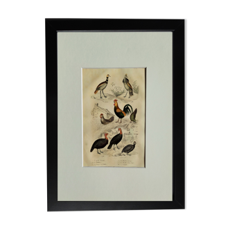 Original Ornithological plate " Bustard - Houbara - Rooster & Hens - &c... " Buffon (1836)