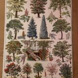 Botanical trees original Larousse plates from the beginning of the century