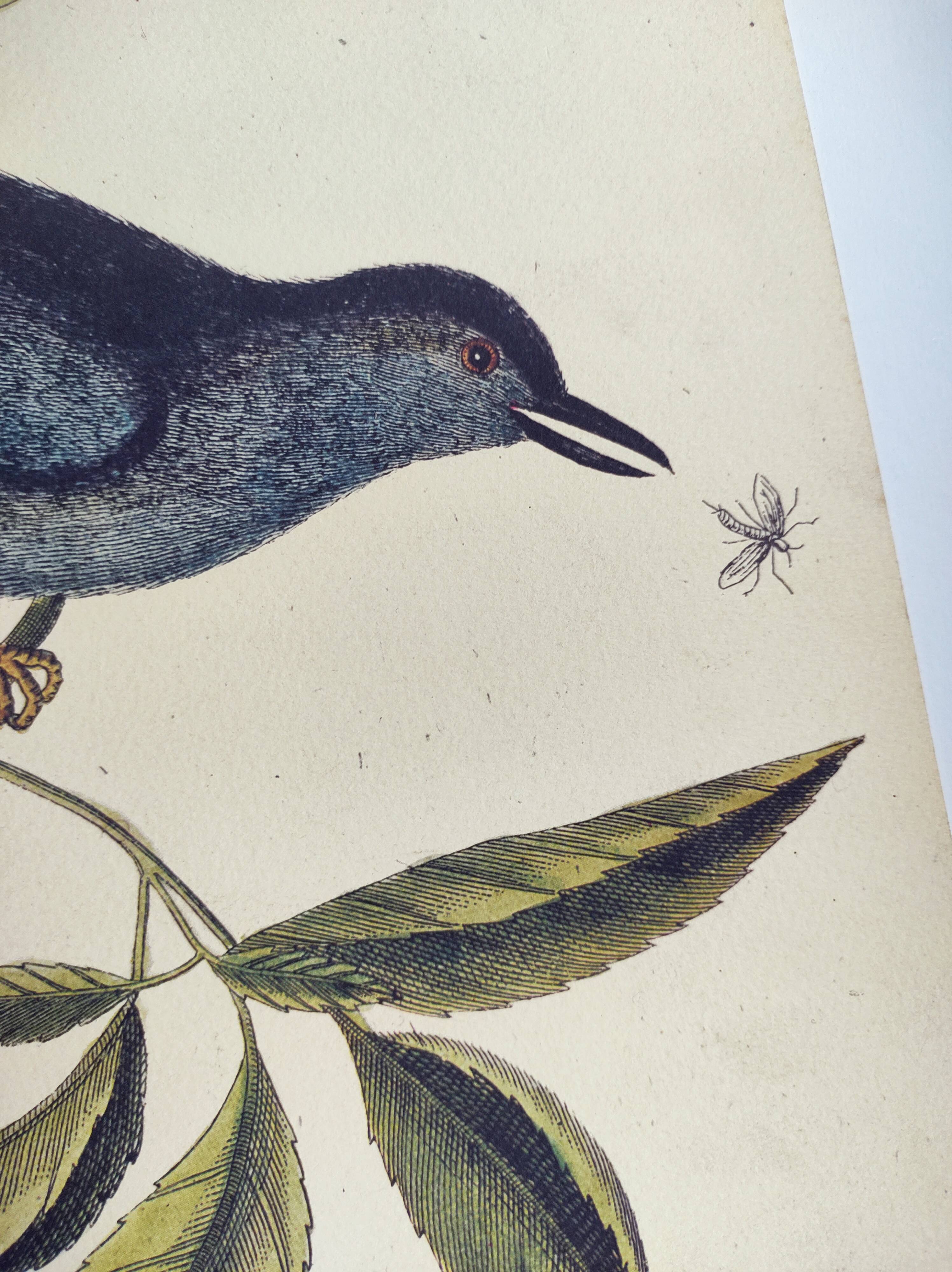 Old bird engraving -The Cat-Bird- Zoological plate by Seligmann & Catesby