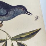 Old bird engraving -The Cat-Bird- Zoological plate by Seligmann & Catesby
