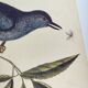 Old bird engraving -The Cat-Bird- Zoological plate by Seligmann & Catesby
