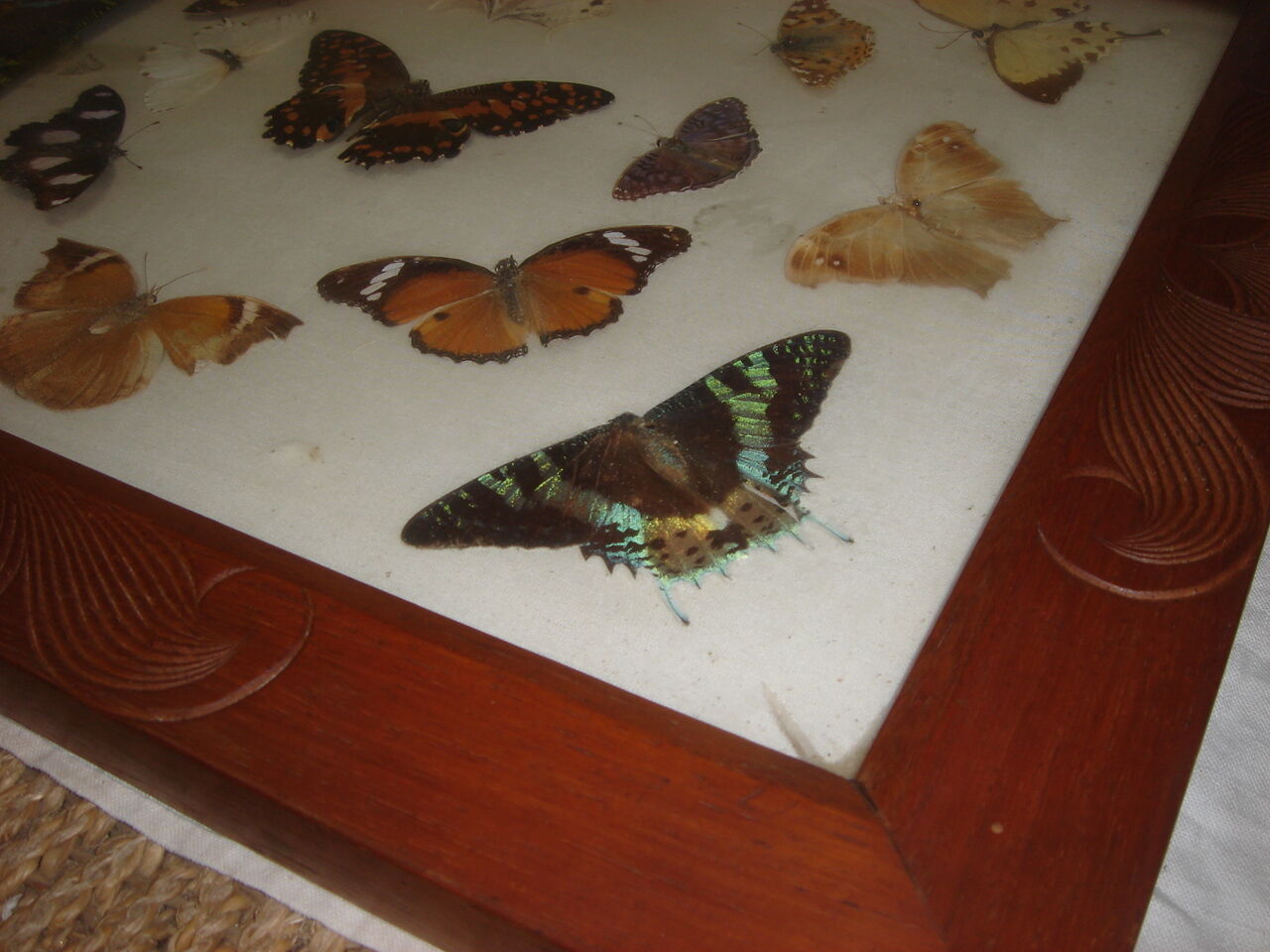 Naturalized Butterflies of Madagascar, 1960