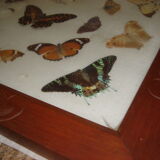 Naturalized Butterflies of Madagascar, 1960