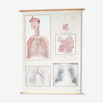 Displays educational body human lung 1961