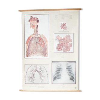 Displays educational body human lung 1961