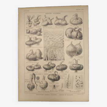 Original engraving from 1922 - Onions - Old farm and vegetable garden board