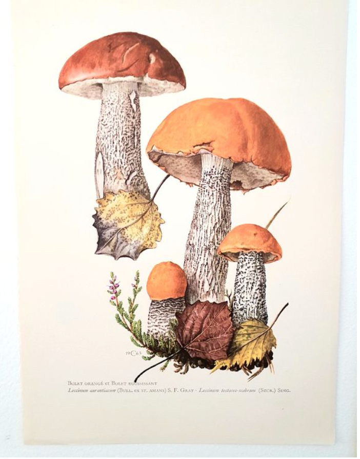 Duo of mushroom boards