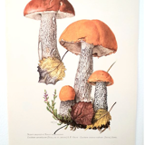 Duo of mushroom boards