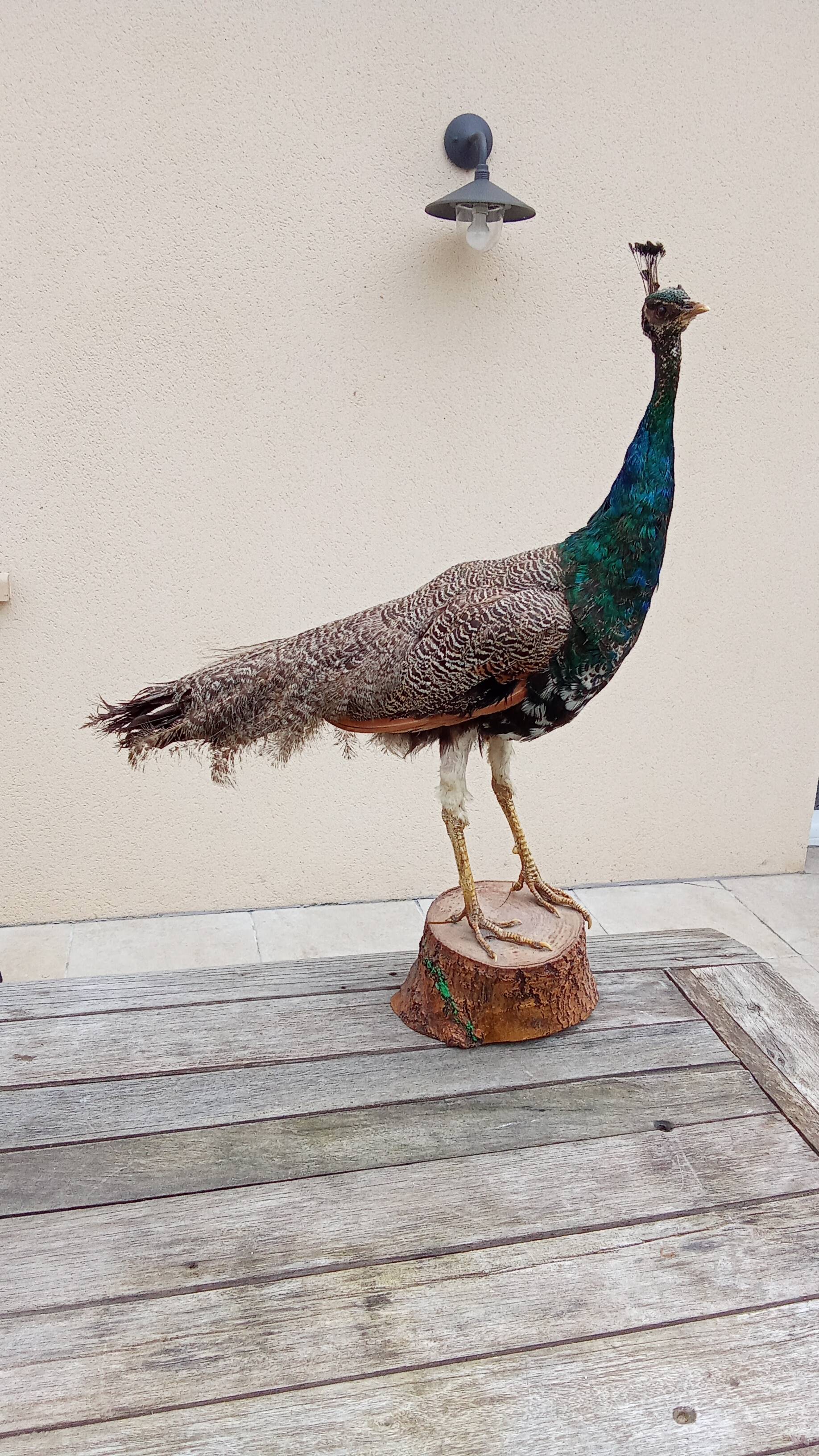 Taxidermy cabinet of curiosities stuffed peacock