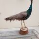 Taxidermy cabinet of curiosities stuffed peacock