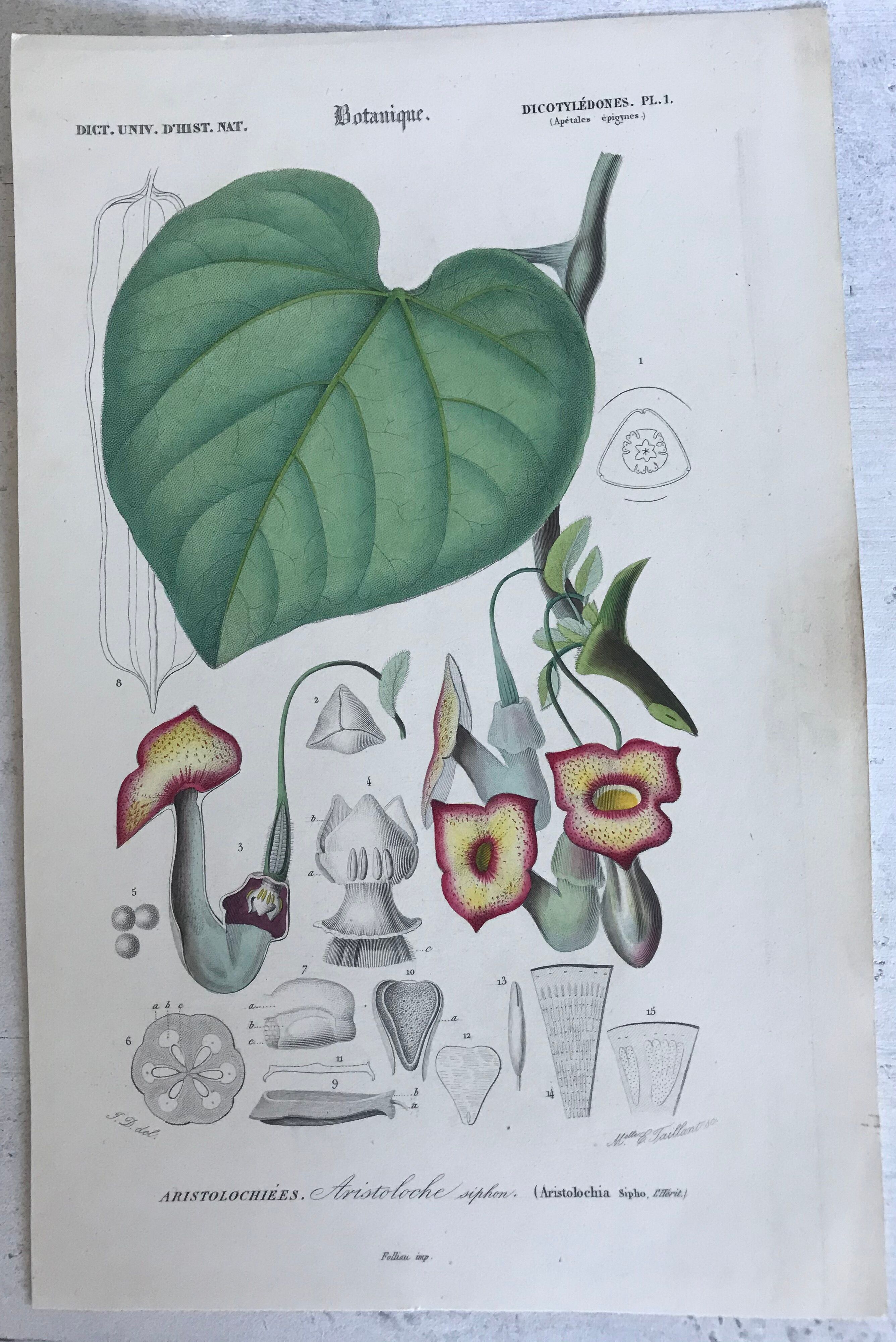 Trio of 19th-century botanical engravings