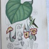 Trio of 19th-century botanical engravings