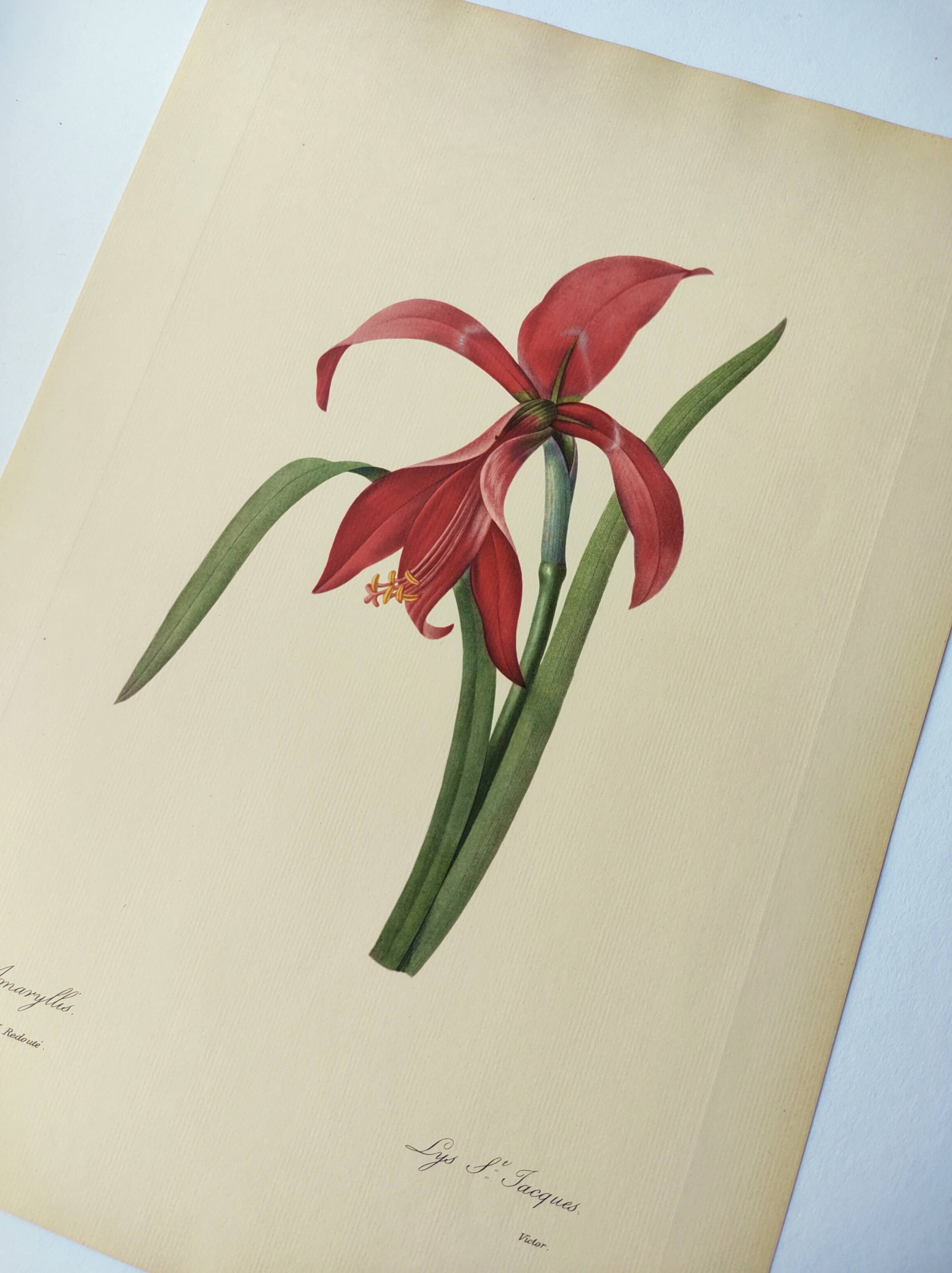 Antique botanical engraving -1955- Amaryllis - St. Jacques Lily- by PJ. Redouté. Vintage nature