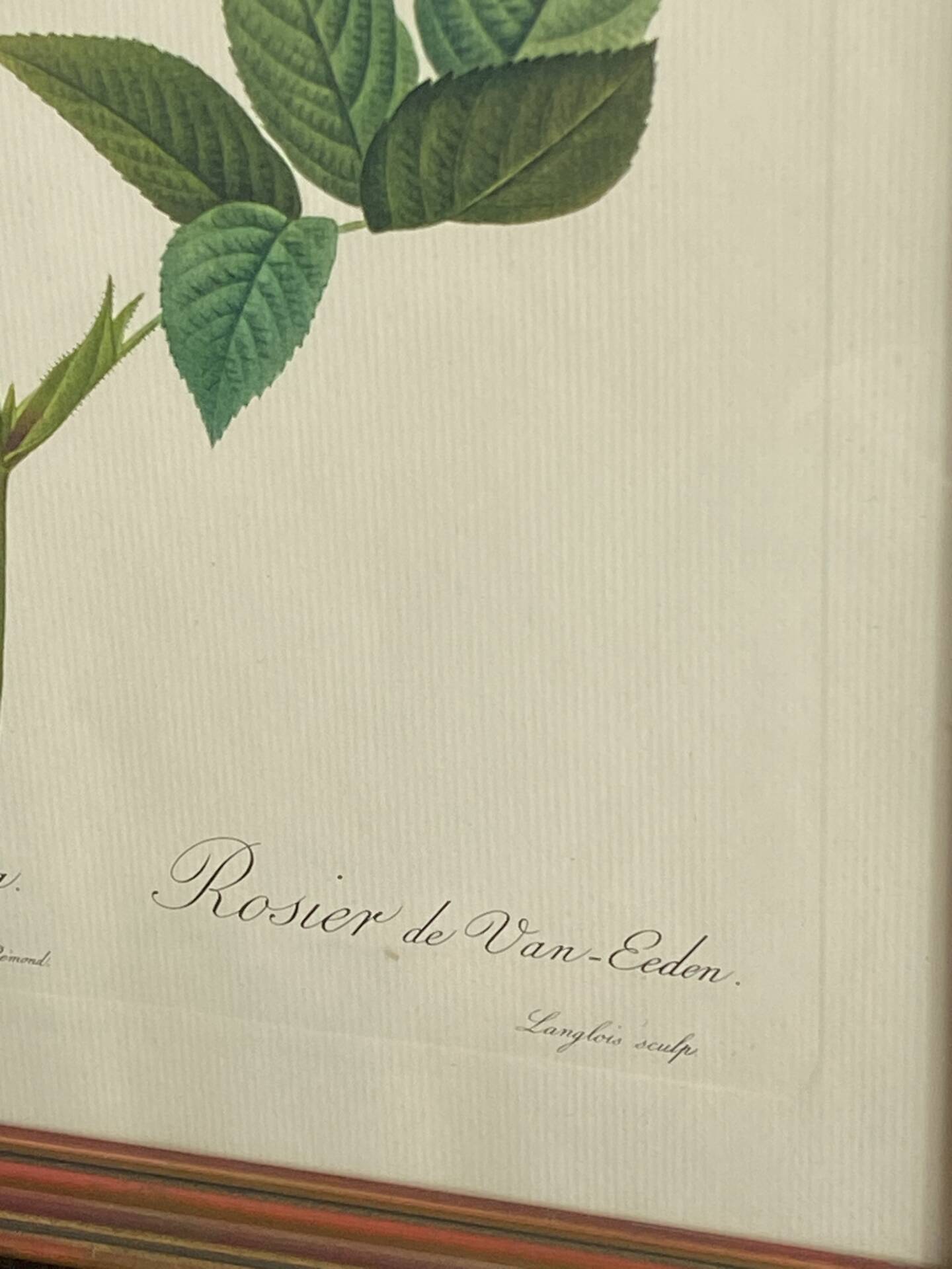 Botanical poster, Rose of Van Eden, P-J Redouté