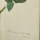Botanical poster, Rose of Van Eden, P-J Redouté