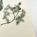 Illustration of Common Juniper - Vintage Nature Plate. Botanical Tree 1960