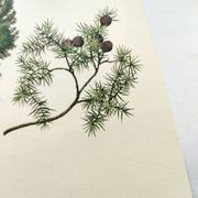 Illustration Genévrier Commun-, planche botanique, 1960