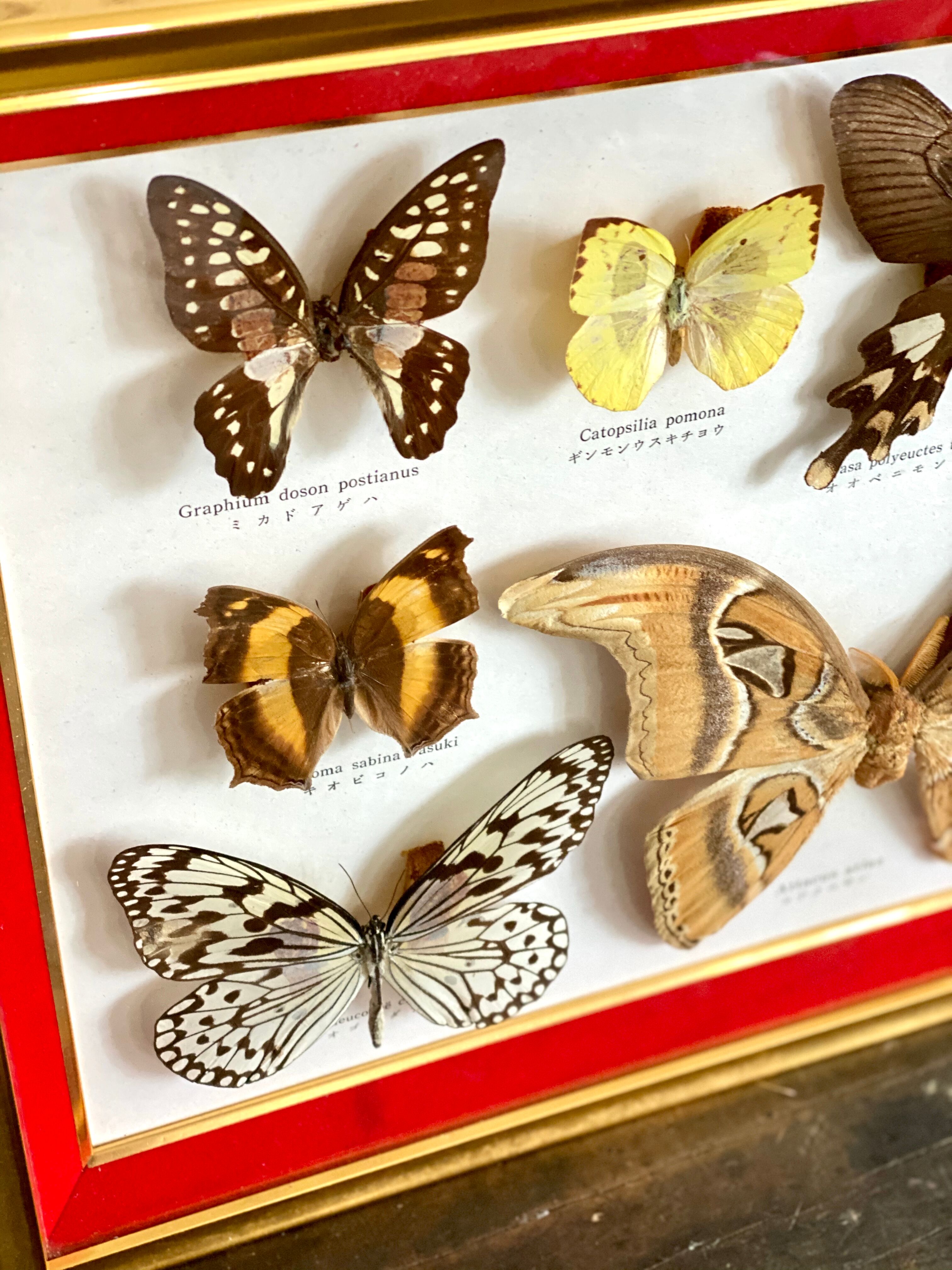 Naturalized butterfly frame