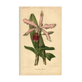 Gravure Botanique de 1896 par Descamps-Sabouret • Lælio-Cattleya d'André • Lithographie ancienne