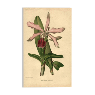 Gravure Botanique de 1896 par Descamps-Sabouret • Lælio-Cattleya d'André • Lithographie ancienne