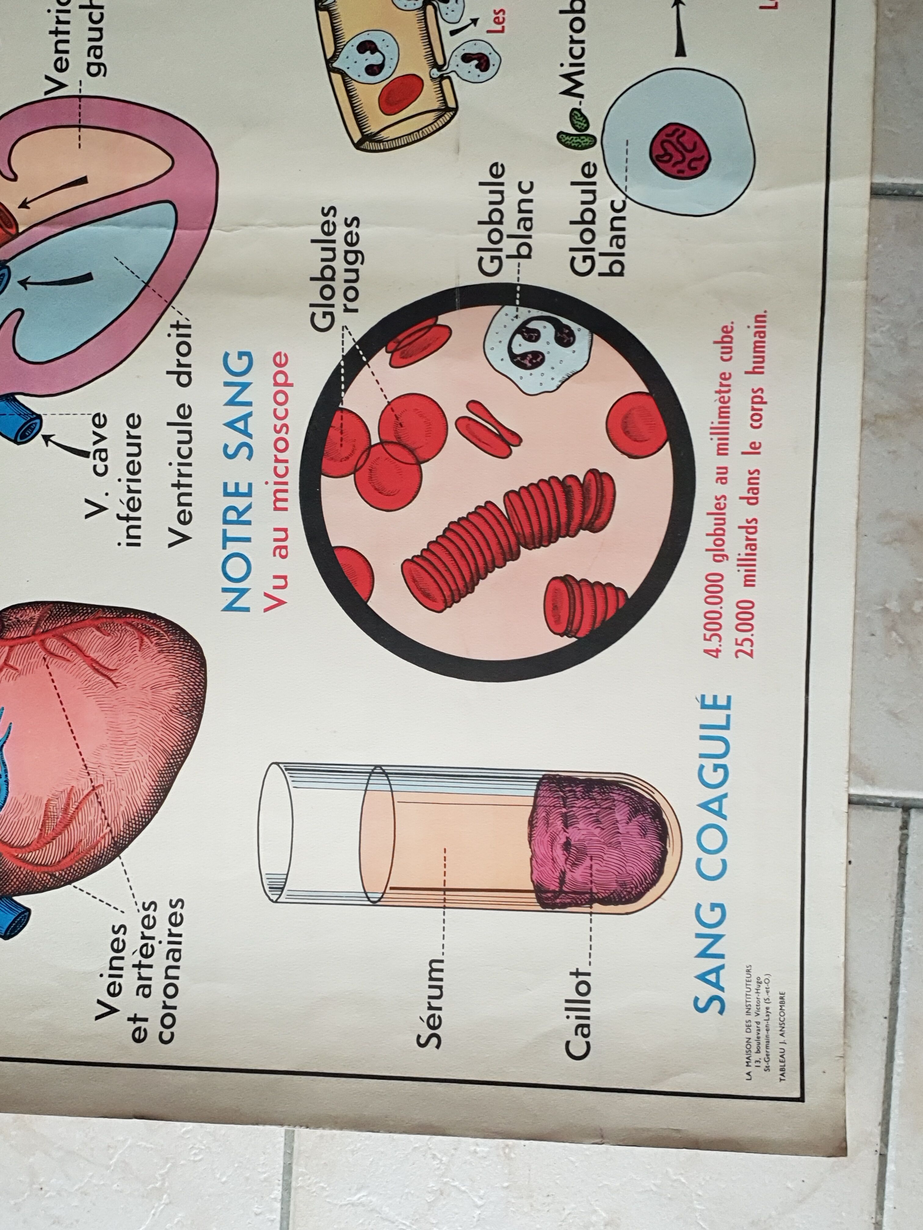 Poster school - heart vessels and duplex absorption