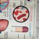 Poster school - heart vessels and duplex absorption